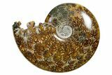 Polished Ammonite (Cleoniceras) Fossil - Madagascar #352370-1